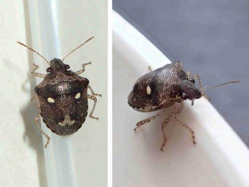 Réf. 224 977 : Eysarcoris guttiger